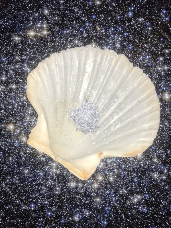 886_04_Chiara Benzi_Space Scallop Seashell_cover
